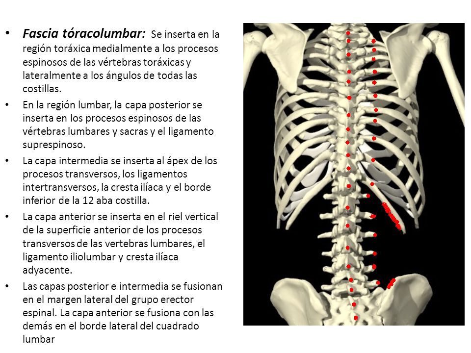 Fascia tóracolumbar: Se inserta en la región toráxica medialmente a los procesos espinosos de las vértebras toráxicas y lateralmente a los ángulos de todas las costillas.