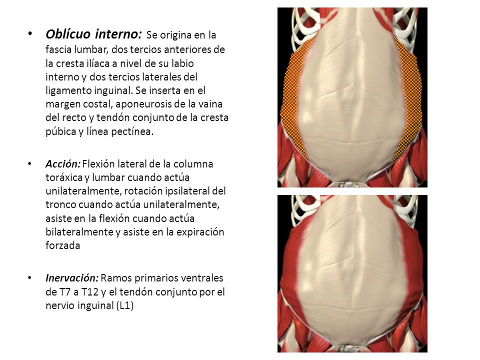Oblícuo interno: Se origina en la fascia lumbar, dos tercios anteriores de la cresta ilíaca a nivel de su labio interno y dos tercios laterales del ligamento inguinal. Se inserta en el margen costal, aponeurosis de la vaina del recto y tendón conjunto de la cresta púbica y línea pectínea.