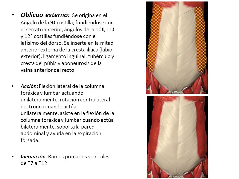 Oblícuo externo: Se origina en el Ángulo de la 9ª costilla, fundiéndose con el serrato anterior, ángulos de la 10ª, 11ª y 12ª costillas fundiéndose con el latísimo del dorso. Se inserta en la mitad anterior externa de la cresta ilíaca (labio exterior), ligamento inguinal, tubérculo y cresta del púbis y aponeurosis de la vaina anterior del recto
