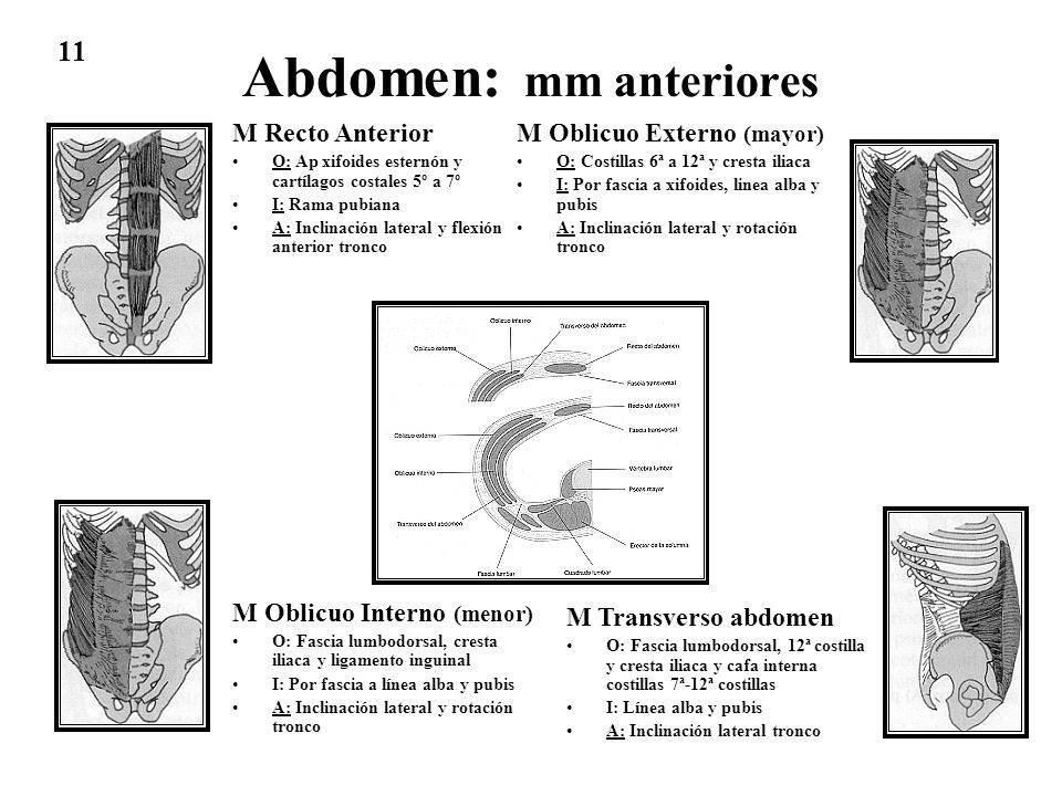 Abdomen: mm anteriores