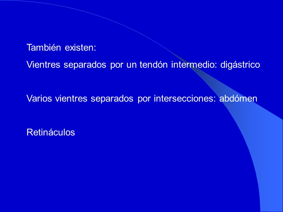 También existen: Vientres separados por un tendón intermedio: digástrico. Varios vientres separados por intersecciones: abdómen.