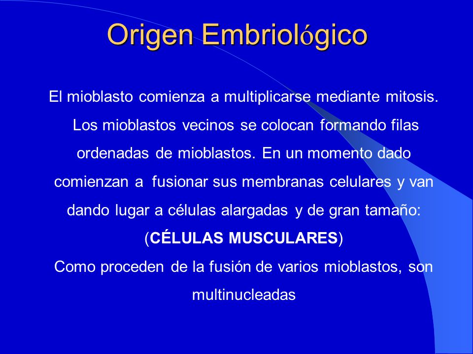 Origen Embriológico El mioblasto comienza a multiplicarse mediante mitosis. Los mioblastos vecinos se colocan formando filas.