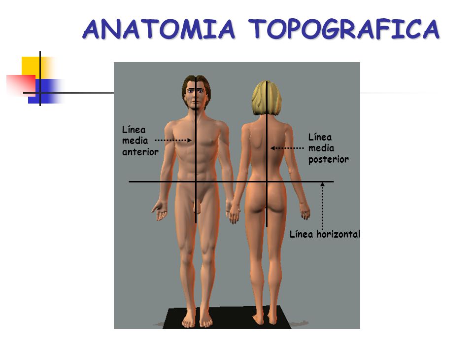 ANATOMIA TOPOGRAFICA Línea media Línea anterior media posterior