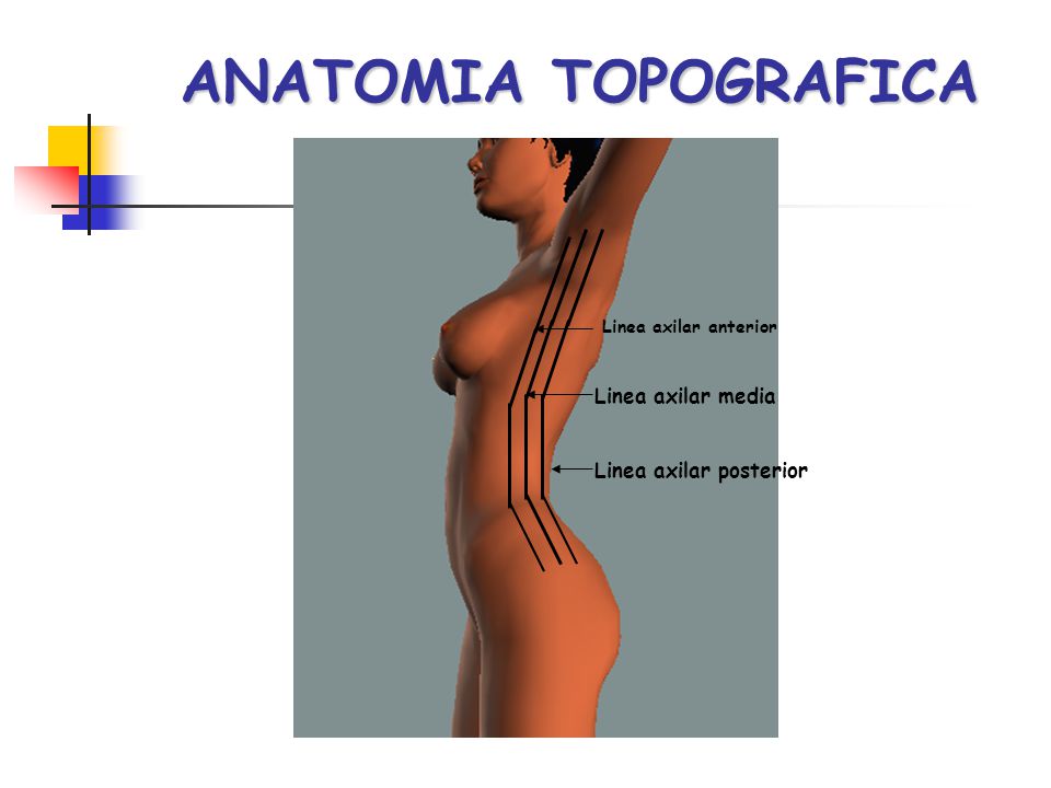 ANATOMIA TOPOGRAFICA Linea axilar media Linea axilar posterior