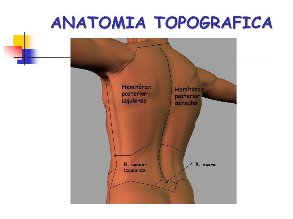 ANATOMIA TOPOGRAFICA Hemitórax Hemitórax posterior posterior izquierdo