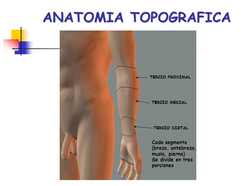 ANATOMIA TOPOGRAFICA Cada segmento (brazo, antebrazo, muslo, pierna)