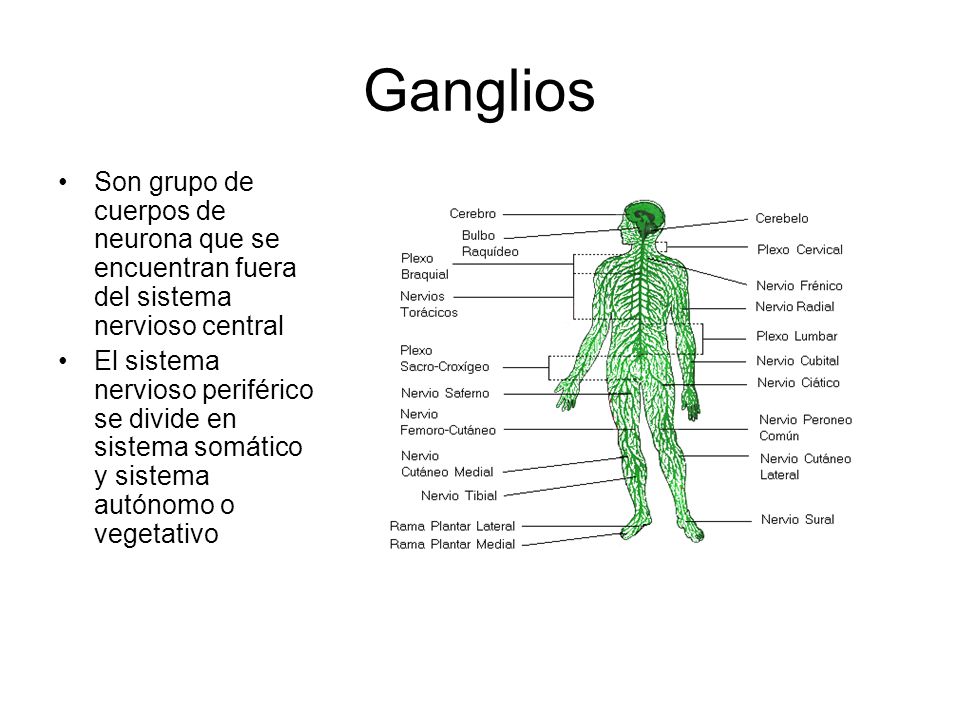 Ganglios Son grupo de cuerpos de neurona que se encuentran fuera del sistema nervioso central.
