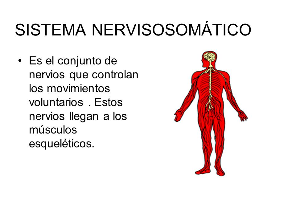SISTEMA NERVISOSOMÁTICO