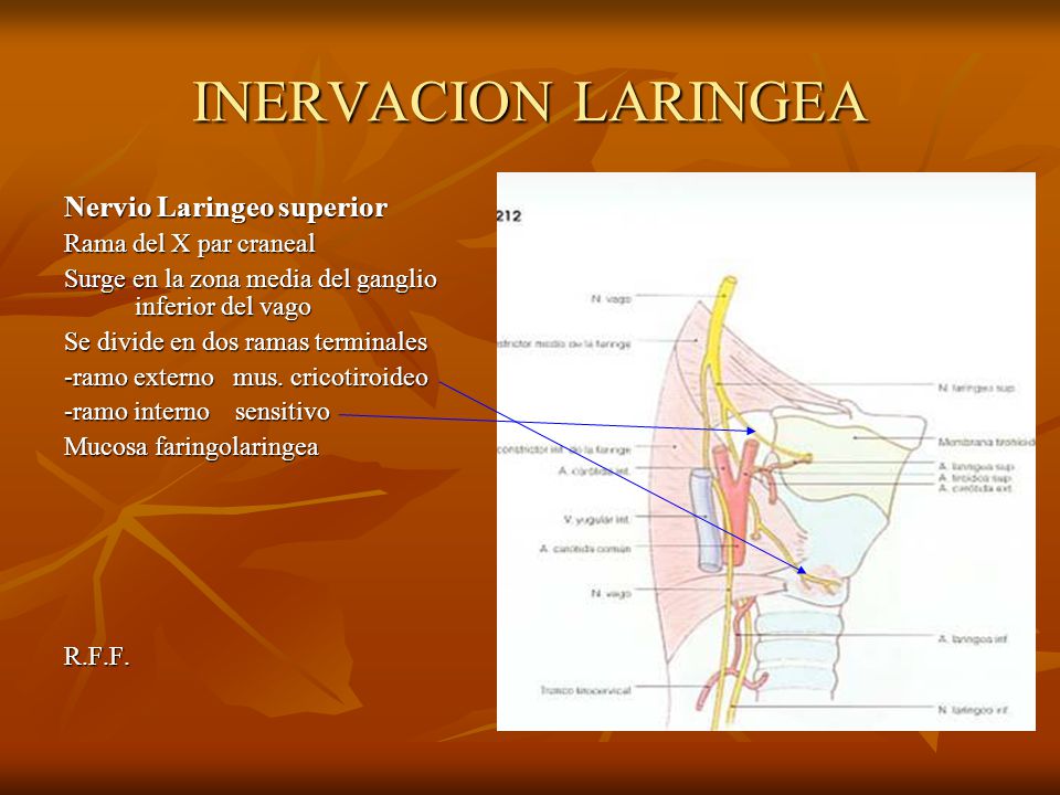 INERVACION LARINGEA Nervio Laringeo superior Rama del X par craneal