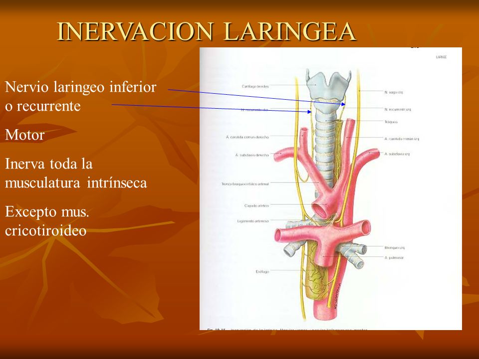 INERVACION LARINGEA Nervio laringeo inferior o recurrente Motor