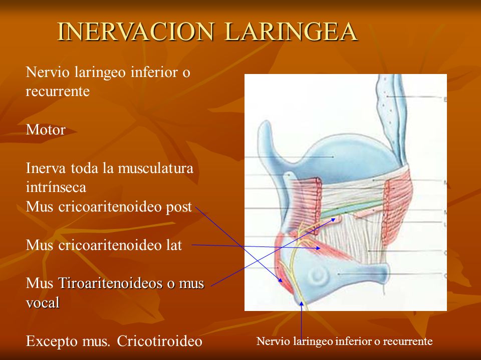 INERVACION LARINGEA Nervio laringeo inferior o recurrente Motor