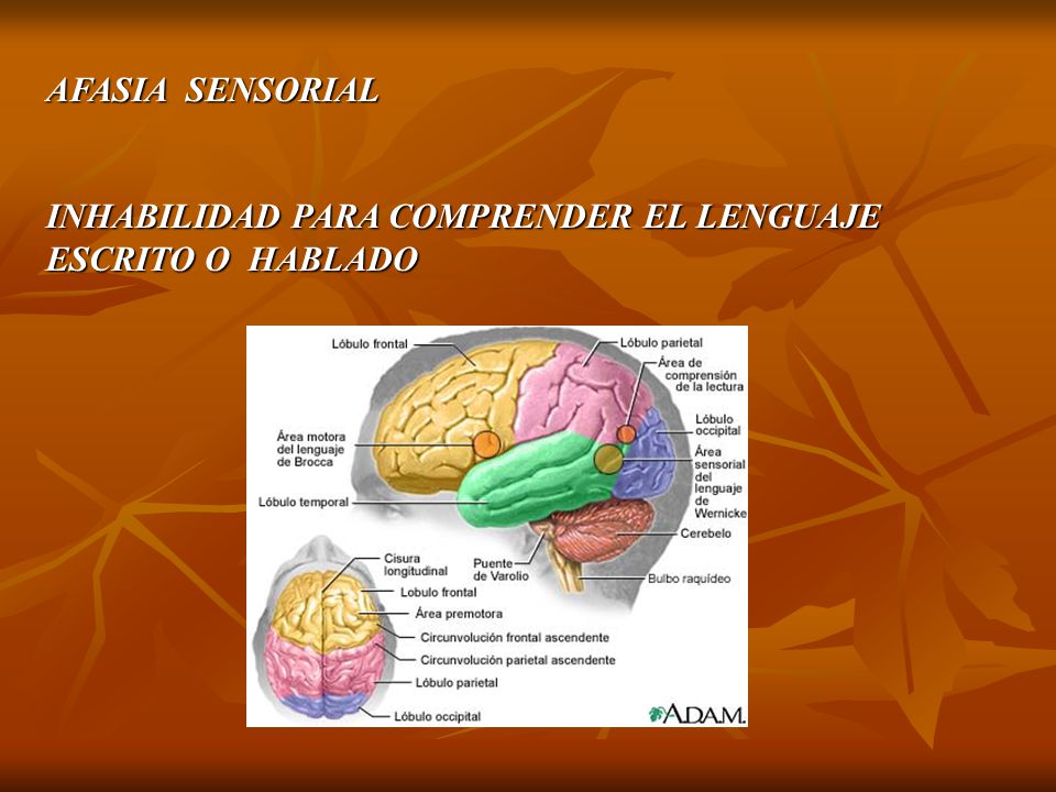AFASIA SENSORIAL INHABILIDAD PARA COMPRENDER EL LENGUAJE ESCRITO O HABLADO