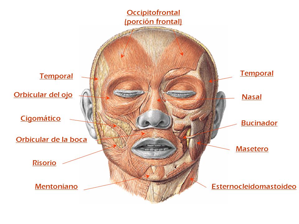 Occipitofrontal (porción frontal) Temporal. Temporal. Orbicular del ojo. Nasal. Cigomático. Bucinador.