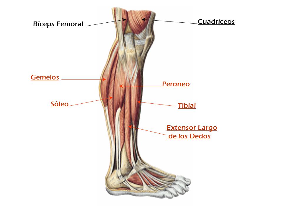 Cuadríceps Bíceps Femoral Gemelos Peroneo Sóleo Tibial Extensor Largo de los Dedos