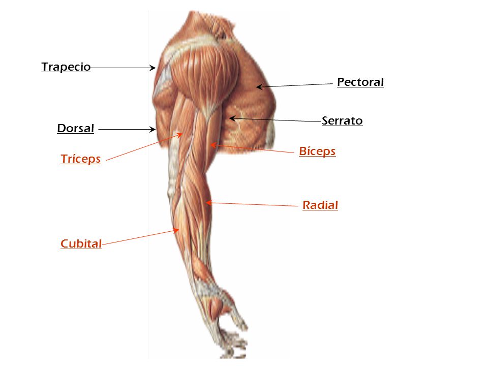Trapecio Pectoral Serrato Dorsal Bíceps Tríceps Radial Cubital