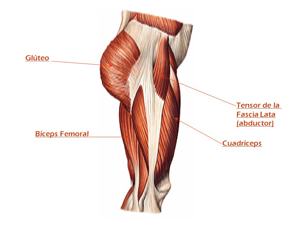 Glúteo Tensor de la Fascia Lata (abductor) Bíceps Femoral Cuadríceps