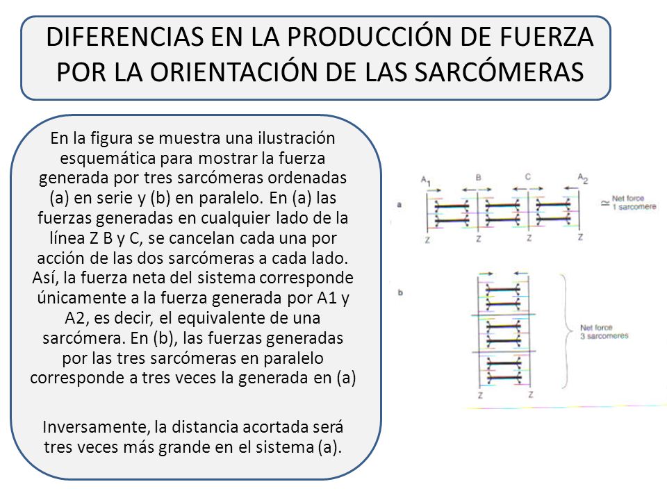 DIFERENCIAS EN LA PRODUCCIÓN DE FUERZA POR LA ORIENTACIÓN DE LAS SARCÓMERAS