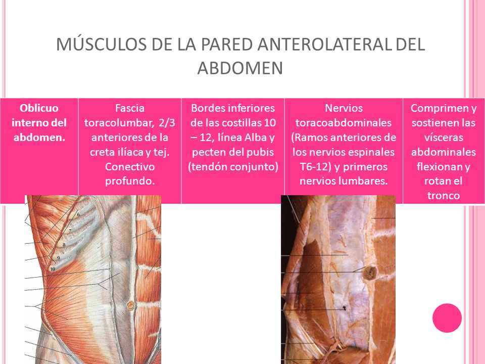 MÚSCULOS DE LA PARED ANTEROLATERAL DEL ABDOMEN