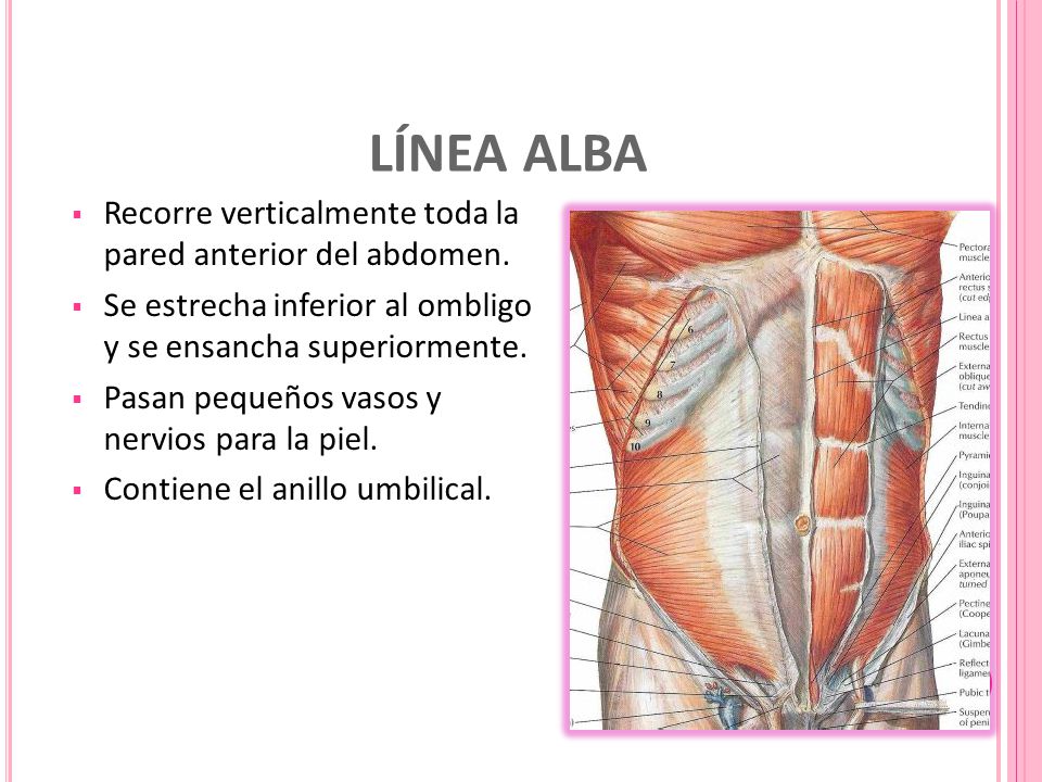 LÍNEA ALBA Recorre verticalmente toda la pared anterior del abdomen.