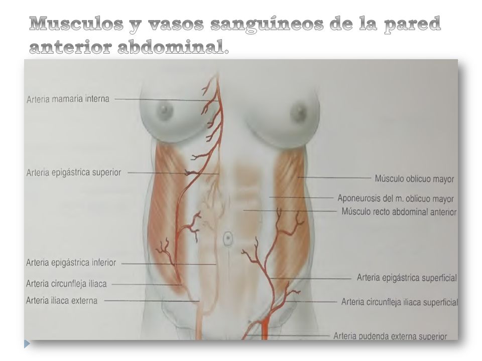 Musculos y vasos sanguíneos de la pared anterior abdominal.