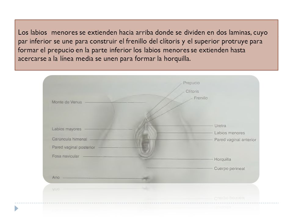 Los labios menores se extienden hacia arriba donde se dividen en dos laminas, cuyo par inferior se une para construir el frenillo del clítoris y el superior protruye para formar el prepucio en la parte inferior los labios menores se extienden hasta acercarse a la línea media se unen para formar la horquilla.