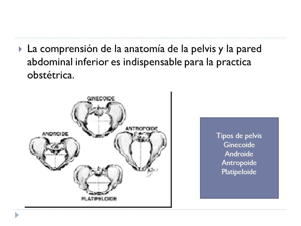 La comprensión de la anatomía de la pelvis y la pared abdominal inferior es indispensable para la practica obstétrica.