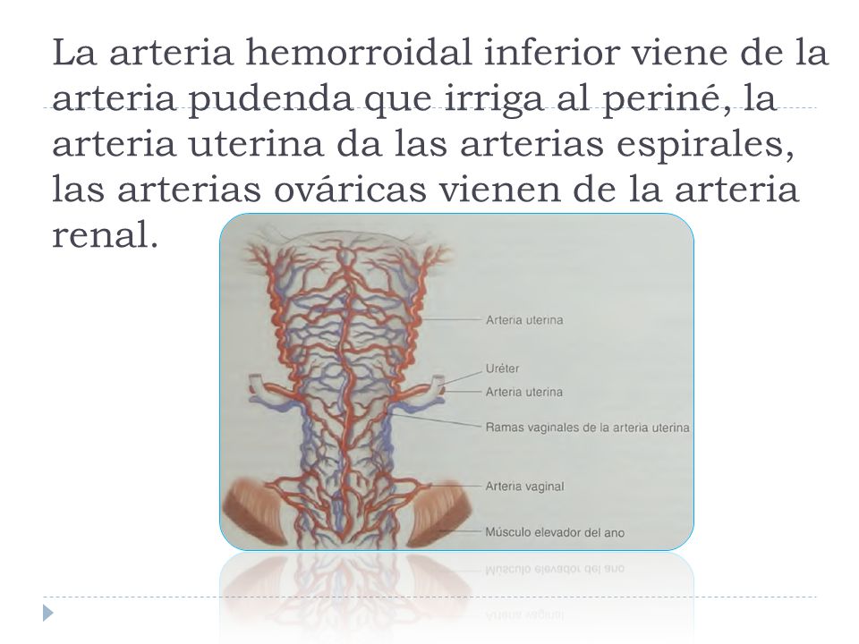 La arteria hemorroidal inferior viene de la arteria pudenda que irriga al periné, la arteria uterina da las arterias espirales, las arterias ováricas vienen de la arteria renal.