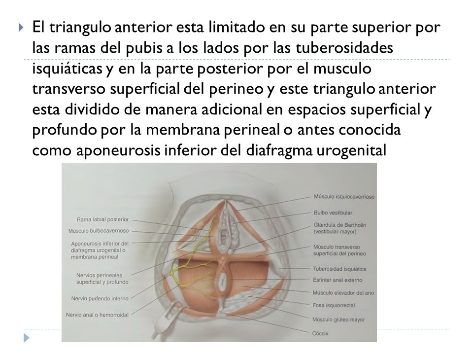 El triangulo anterior esta limitado en su parte superior por las ramas del pubis a los lados por las tuberosidades isquiáticas y en la parte posterior por el musculo transverso superficial del perineo y este triangulo anterior esta dividido de manera adicional en espacios superficial y profundo por la membrana perineal o antes conocida como aponeurosis inferior del diafragma urogenital