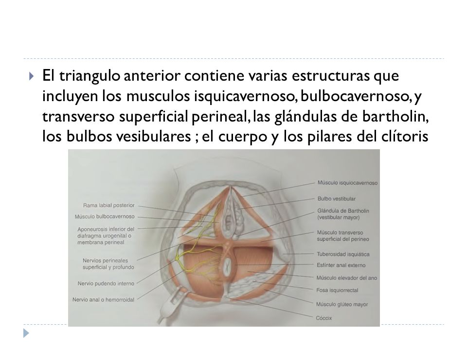 El triangulo anterior contiene varias estructuras que incluyen los musculos isquicavernoso, bulbocavernoso, y transverso superficial perineal, las glándulas de bartholin, los bulbos vesibulares ; el cuerpo y los pilares del clítoris