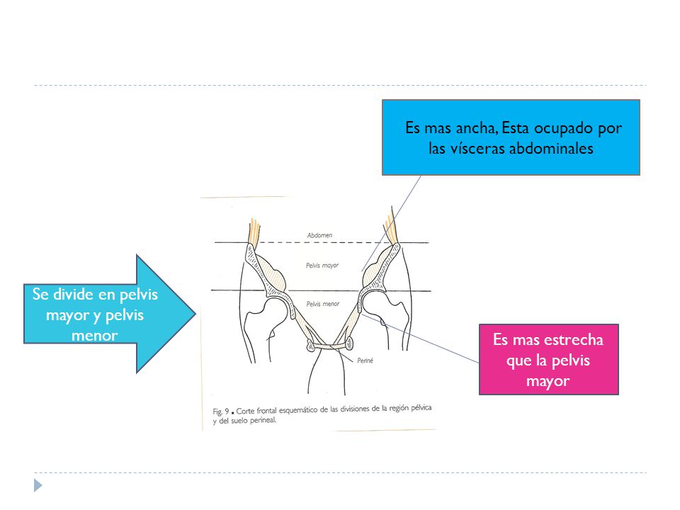 Es mas ancha, Esta ocupado por las vísceras abdominales