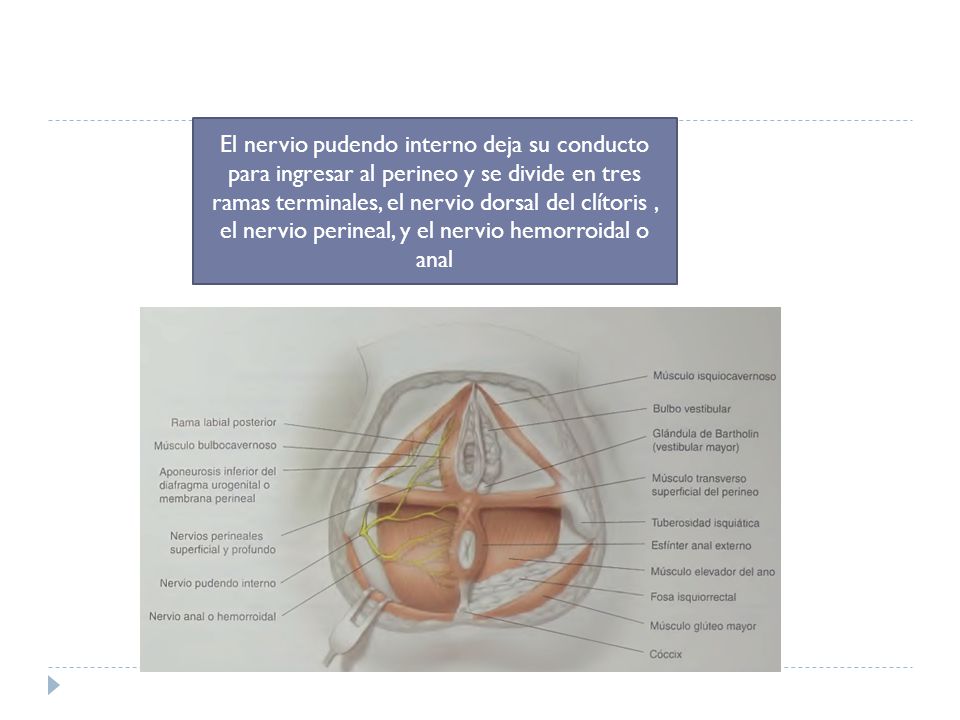 El nervio pudendo interno deja su conducto para ingresar al perineo y se divide en tres ramas terminales, el nervio dorsal del clítoris , el nervio perineal, y el nervio hemorroidal o anal