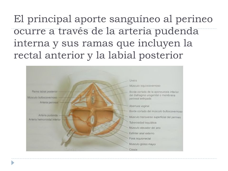 El principal aporte sanguíneo al perineo ocurre a través de la arteria pudenda interna y sus ramas que incluyen la rectal anterior y la labial posterior