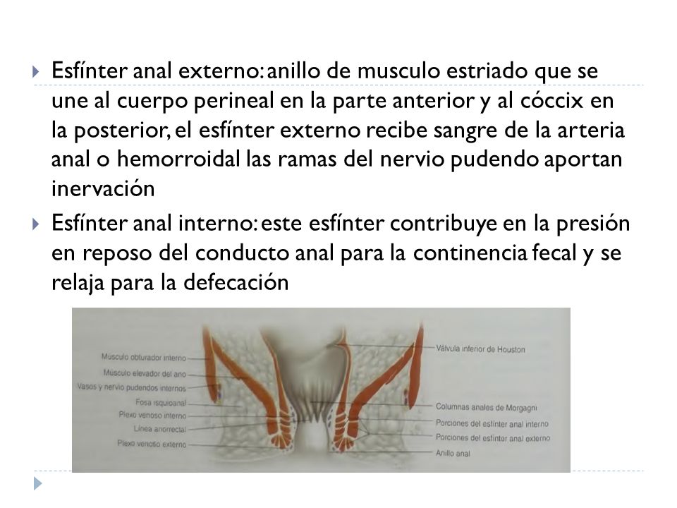 Esfínter anal externo: anillo de musculo estriado que se une al cuerpo perineal en la parte anterior y al cóccix en la posterior, el esfínter externo recibe sangre de la arteria anal o hemorroidal las ramas del nervio pudendo aportan inervación