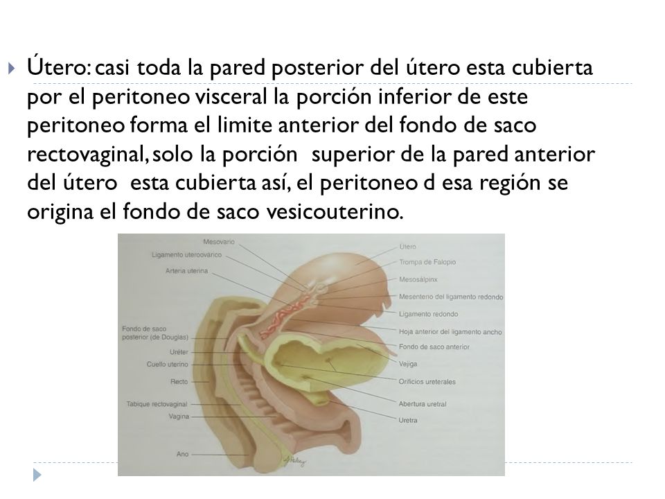 Útero: casi toda la pared posterior del útero esta cubierta por el peritoneo visceral la porción inferior de este peritoneo forma el limite anterior del fondo de saco rectovaginal, solo la porción superior de la pared anterior del útero esta cubierta así, el peritoneo d esa región se origina el fondo de saco vesicouterino.