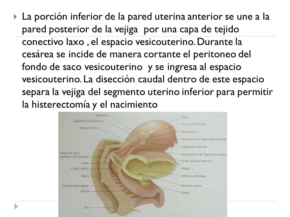 La porción inferior de la pared uterina anterior se une a la pared posterior de la vejiga por una capa de tejido conectivo laxo , el espacio vesicouterino.