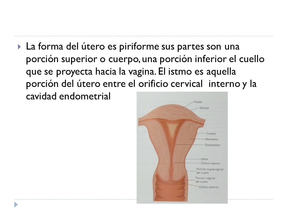 La forma del útero es piriforme sus partes son una porción superior o cuerpo, una porción inferior el cuello que se proyecta hacia la vagina.