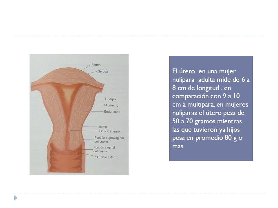 El útero en una mujer nulípara adulta mide de 6 a 8 cm de longitud , en comparación con 9 a 10 cm a multípara, en mujeres nulíparas el útero pesa de 50 a 70 gramos mientras las que tuvieron ya hijos pesa en promedio 80 g o mas