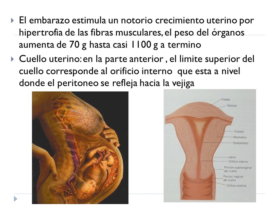 El embarazo estimula un notorio crecimiento uterino por hipertrofia de las fibras musculares, el peso del órganos aumenta de 70 g hasta casi 1100 g a termino