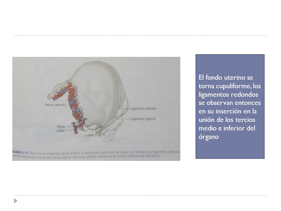 El fondo uterino se torna cupuliforme, los ligamentos redondos se observan entonces en su inserción en la unión de los tercios medio e inferior del órgano