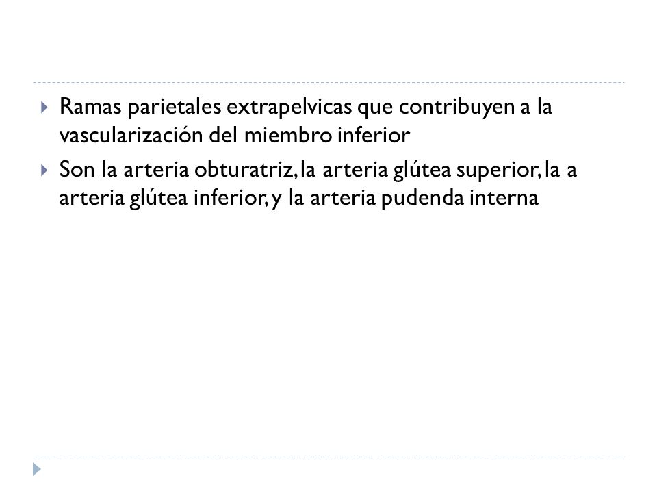 Ramas parietales extrapelvicas que contribuyen a la vascularización del miembro inferior