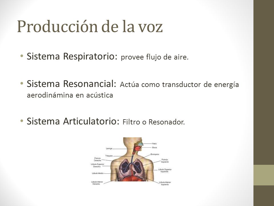 Producción de la voz Sistema Respiratorio: provee flujo de aire.