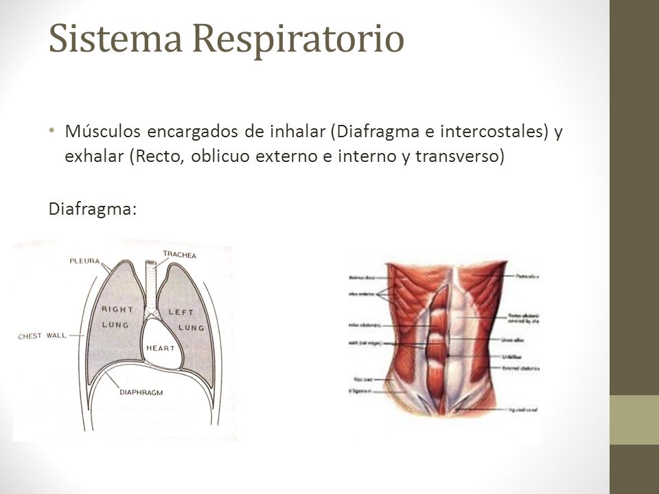 Sistema Respiratorio Músculos encargados de inhalar (Diafragma e intercostales) y exhalar (Recto, oblicuo externo e interno y transverso)