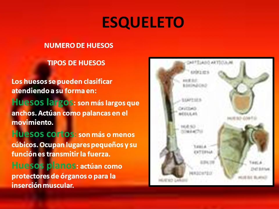 ESQUELETO NUMERO DE HUESOS. TIPOS DE HUESOS. Los huesos se pueden clasificar atendiendo a su forma en: