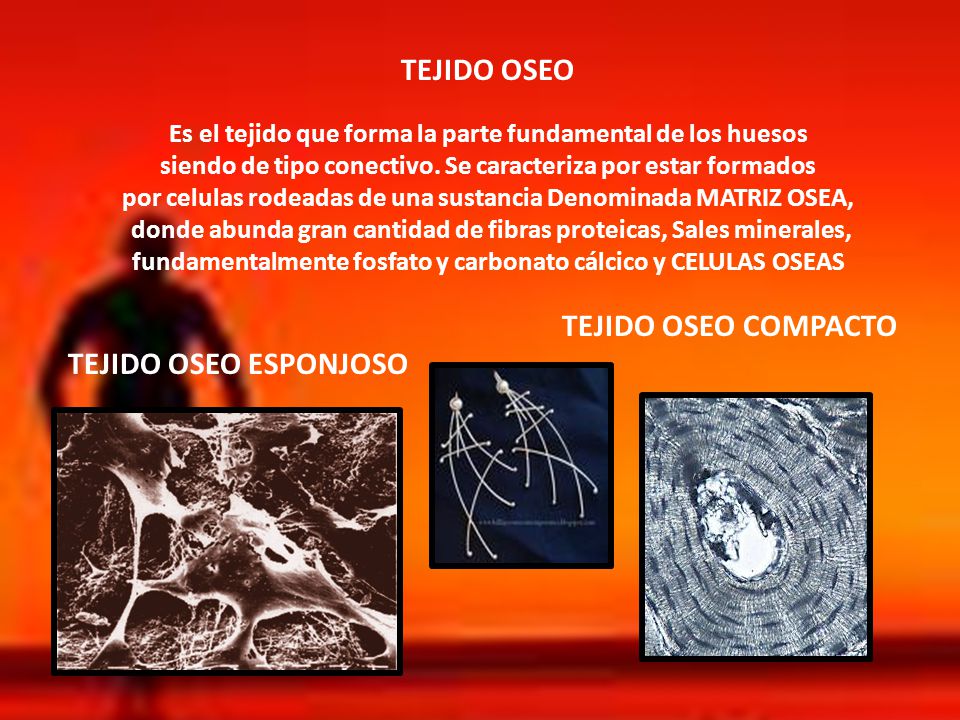TEJIDO OSEO TEJIDO OSEO COMPACTO TEJIDO OSEO ESPONJOSO