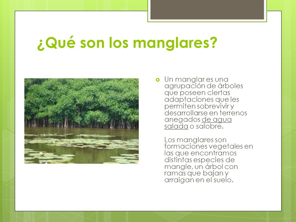 ¿Qué son los manglares