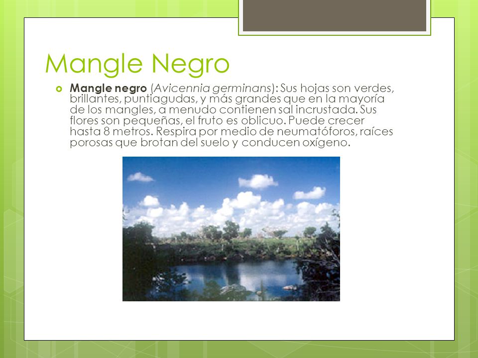 Mangle Negro