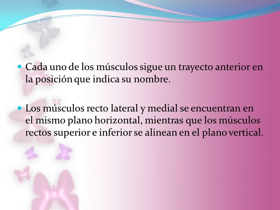 Cada uno de los músculos sigue un trayecto anterior en la posición que indica su nombre.