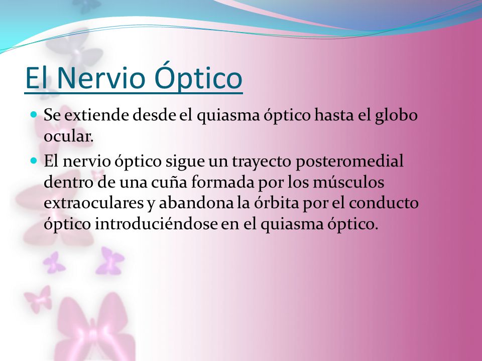 El Nervio Óptico Se extiende desde el quiasma óptico hasta el globo ocular.