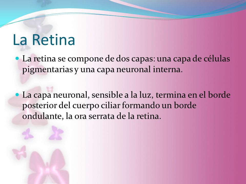 La Retina La retina se compone de dos capas: una capa de células pigmentarias y una capa neuronal interna.