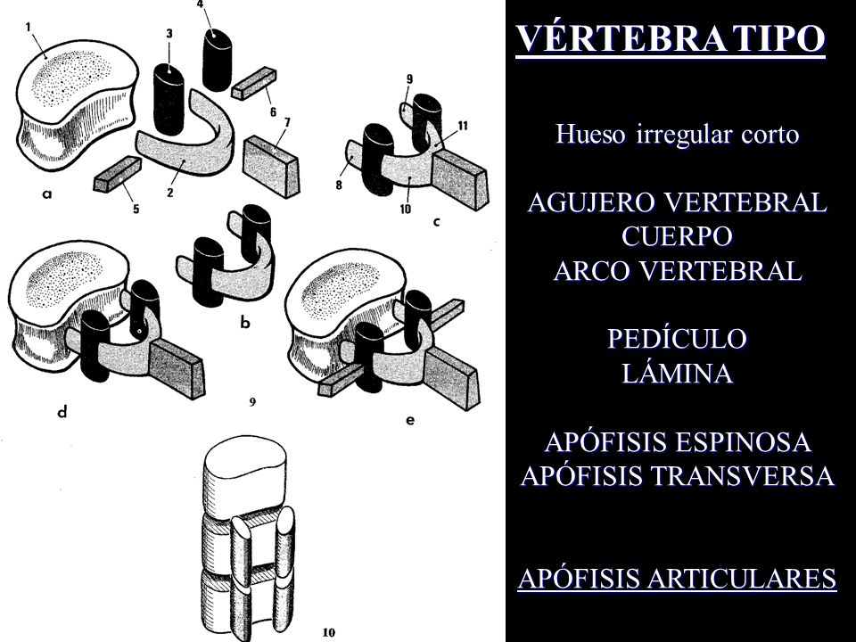 VÉRTEBRA TIPO Hueso irregular corto AGUJERO VERTEBRAL CUERPO